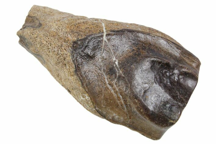 Fossil Triceratops Shed Tooth - Wyoming #358286